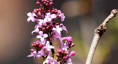 丁香花是什么样子的