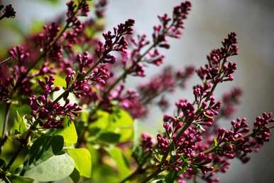 丁香花是什么样子的