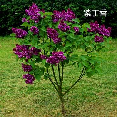 丁香花是什么样子的
