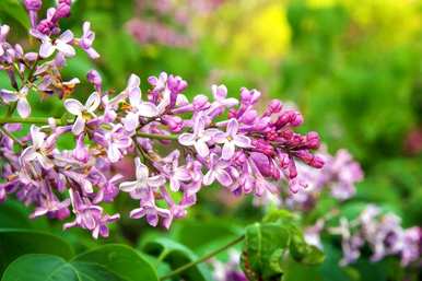 丁香花是什么样子的