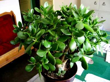 家里放什么绿植比较好？