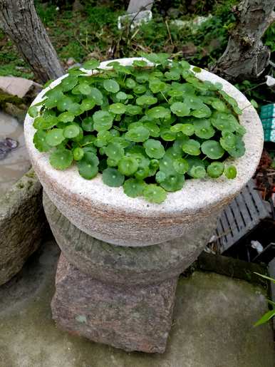 铜钱草怎么养就变黄了。