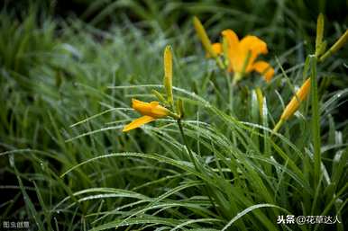 冬天可以种植大花萱草吗？大花萱草可以在室内种植吗？