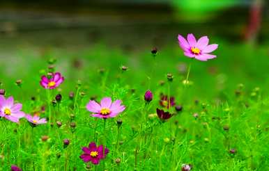 格桑花花期多久？