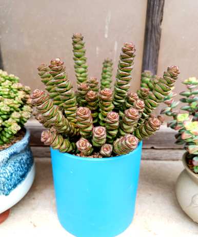 家里放什么绿植比较好？