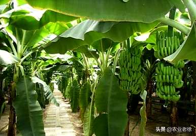 香蕉树何时种植，香蕉树种植方法视频
