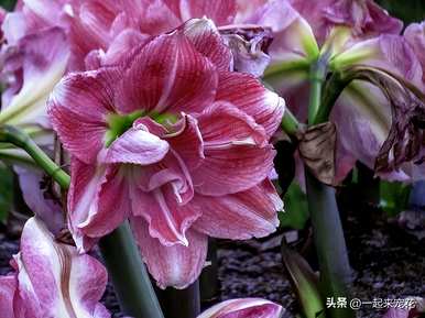 朱顶红怎么开花，朱顶红怎么开花？