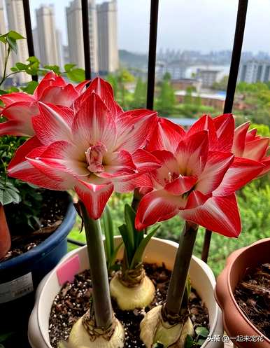 朱顶红怎么开花，朱顶红怎么开花？