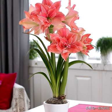 朱顶红怎么开花，朱顶红怎么开花？