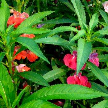 如何饲养非洲凤仙花，如何饲养凤仙花