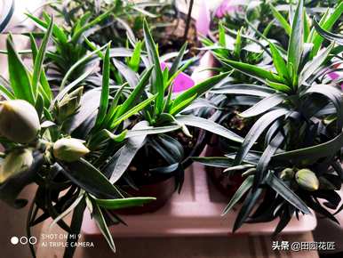 康乃馨品种耐寒耐热，康乃馨耐寒的最低温度是多少？
