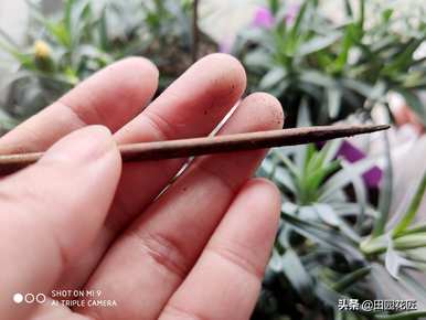 康乃馨品种耐寒耐热，康乃馨耐寒的最低温度是多少？