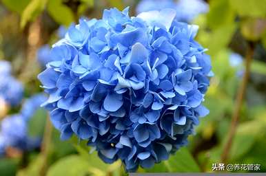 红绣花语和寓意是什么？蓝绣花语的象征和寓意是什么？
