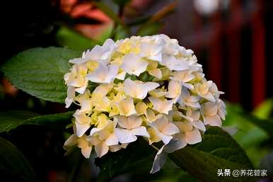 红绣花语和寓意是什么？蓝绣花语的象征和寓意是什么？