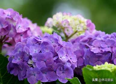 红绣花语和寓意是什么？蓝绣花语的象征和寓意是什么？