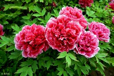 牡丹花什么季节开花，牡丹花什么时候开花？