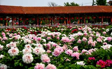 牡丹花什么季节开花，牡丹花什么时候开花？