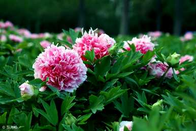 牡丹花什么季节开花，牡丹花什么时候开花？