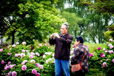 牡丹花什么季节开花，牡丹花什么时候开花？