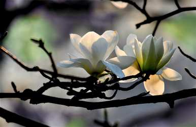 玉兰花什么时候开始谢，玉兰花什么时候开？