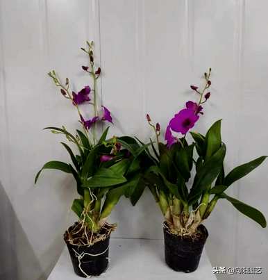 什么植物对盆栽石斛有好处？最好的配方是鼓槌石斛
