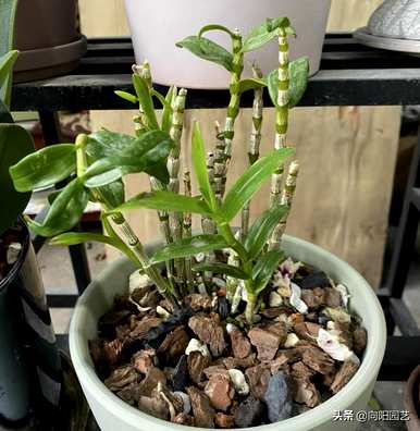 什么植物对盆栽石斛有好处？最好的配方是鼓槌石斛