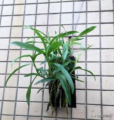 什么植物对盆栽石斛有好处？最好的配方是鼓槌石斛