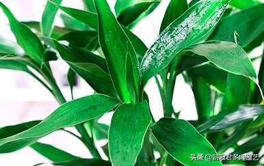 富贵竹冬季叶子发黄干燥怎么办，水培富贵竹冬季叶子发黄怎么救？