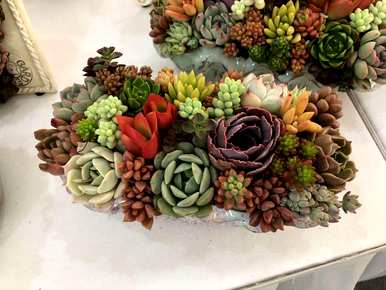 多肉植物怎么养才好？多肉植物钱串怎么养才好看？