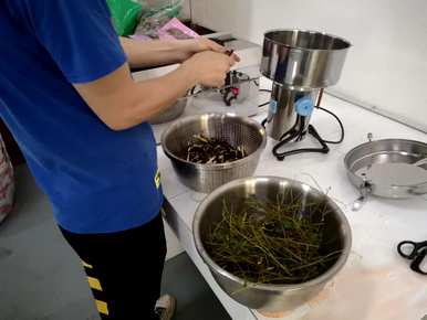 栾树植物是什么类型的栾树植物？