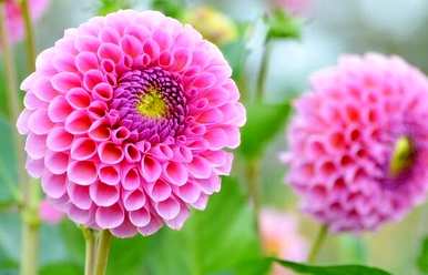 大丽花的花语是什么意思，白色大丽花的花语和象征
