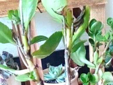 长寿花光长叶是怎么回事？长寿花叶是怎么回事？