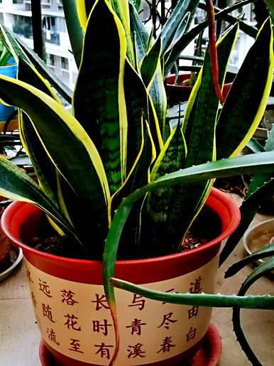 宝莲灯适合在卧室里养吗？什么花适合在卧室里养？