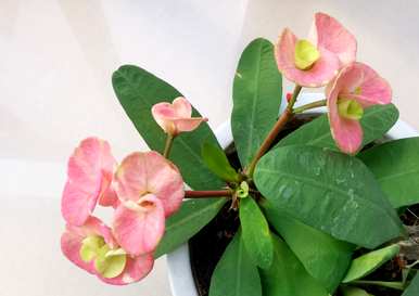 大叶大花虎刺梅专用肥，大叶虎刺梅养殖方法