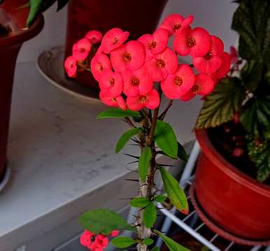 大叶大花虎刺梅专用肥，大叶虎刺梅养殖方法