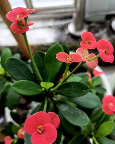 大叶大花虎刺梅专用肥，大叶虎刺梅养殖方法