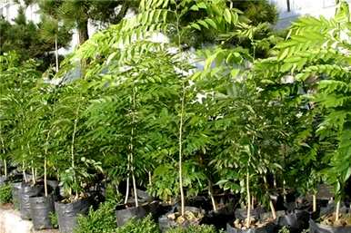 黄花梨种子如何发芽，黄花梨种子如何发芽