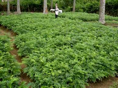 黄花梨种子如何发芽，黄花梨种子如何发芽
