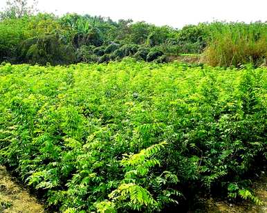 黄花梨种子如何发芽，黄花梨种子如何发芽