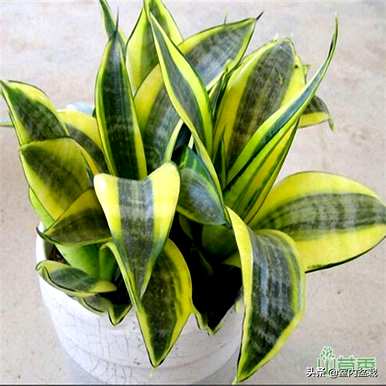 霸王虎皮兰是稀有品种吗？虎皮兰有哪些好看的品种？