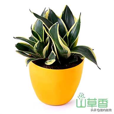 霸王虎皮兰是稀有品种吗？虎皮兰有哪些好看的品种？