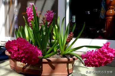 冬月开什么花，冬月开什么花？
