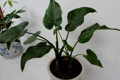 如何移植滴水观音，如何移植滴水观音