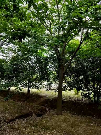 如何播种山毛榉种子，如何播种山毛榉种子