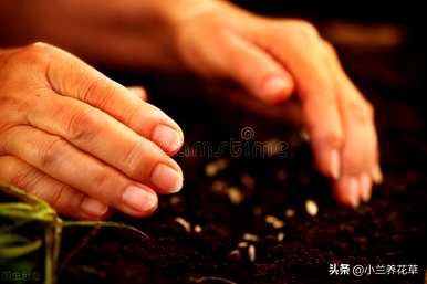 瓜叶菊几个月播种最好，瓜叶菊播种温度土壤