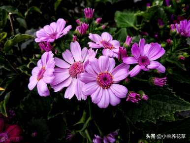 瓜叶菊几个月播种最好，瓜叶菊播种温度土壤