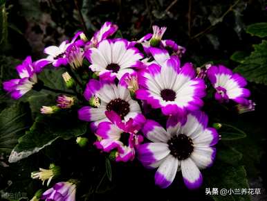 瓜叶菊几个月播种最好，瓜叶菊播种温度土壤