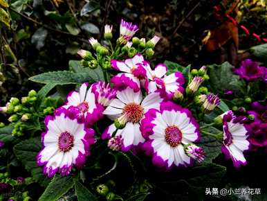瓜叶菊几个月播种最好，瓜叶菊播种温度土壤