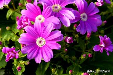 瓜叶菊几个月播种最好，瓜叶菊播种温度土壤