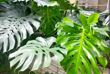 家养绿植推荐龙须树，常见的家养绿植有哪些？